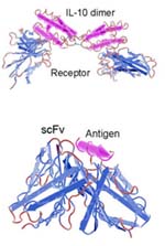 scFv IL-10